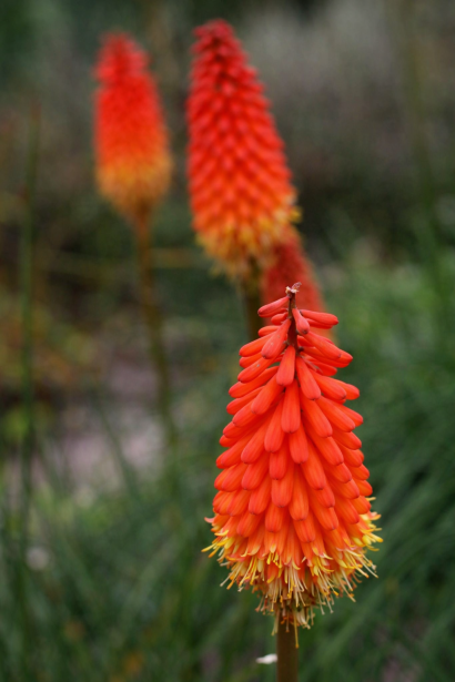 Кніфофія ягідна Альказар|Kniphofia uvaria Alcazar|Книфофия ягодная Альказар